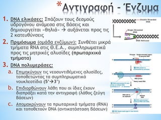 *
1. DNA ελικάσες: Σπάζουν τους δεσμούς
υδρογόνου ανάμεσα στις βάσεις και
δημιουργείται «θηλιά»  αυξάνεται προς τις
2 κατευθύνσεις
2. Πριμόσωμα (ομάδα ενζύμων): Συνθέτει μικρά
τμήματα RNA στις Θ.Ε.Α., συμπληρωματικά
προς τις μητρικές αλυσίδες (πρωταρχικά
τμήματα)
3. DNA πολυμεράσες:
a. Επιμηκύνουν τις νεοσυντιθέμενες αλυσίδες,
τοποθετώντας τα συμπληρωματικά
νουκλεοτίδια (5’3’)
b. Επιδιορθώνουν λάθη που οι ίδιες έχουν
διαπράξει κατά την αντιγραφή (λάθος ζεύγη
βάσεων)
c. Απομακρύνουν τα πρωταρχικά τμήματα (RNA)
και τοποθετούν DNA (αντικατάσταση βάσεων)
 