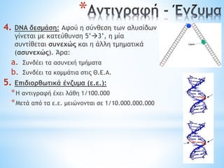 *
4. DNA δεσμάση: Αφού η σύνθεση των αλυσίδων
γίνεται με κατεύθυνση 5’3’, η μία
συντίθεται συνεχώς και η άλλη τμηματικά
(ασυνεχώς). Άρα:
a. Συνδέει τα ασυνεχή τμήματα
b. Συνδέει τα κομμάτια στις Θ.Ε.Α.
5. Επιδιορθωτικά ένζυμα (ε.ε.):
*Η αντιγραφή έχει λάθη 1/100.000
*Μετά από τα ε.ε. μειώνονται σε 1/10.000.000.000
 