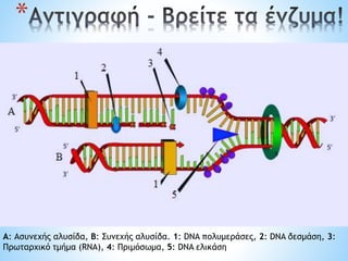 *
Α: Ασυνεχής αλυσίδα, Β: Συνεχής αλυσίδα. 1: DNA πολυμεράσες, 2: DNA δεσμάση, 3:
Πρωταρχικό τμήμα (RNA), 4: Πριμόσωμα, 5: DNA ελικάση
 