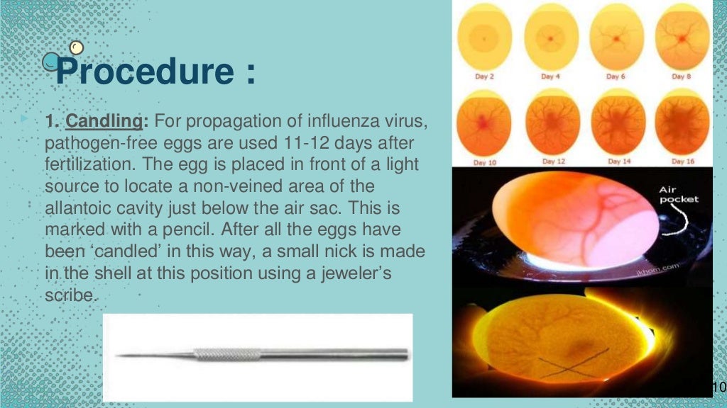 CULTIVATION OF VIRUS Embryonated eggs
