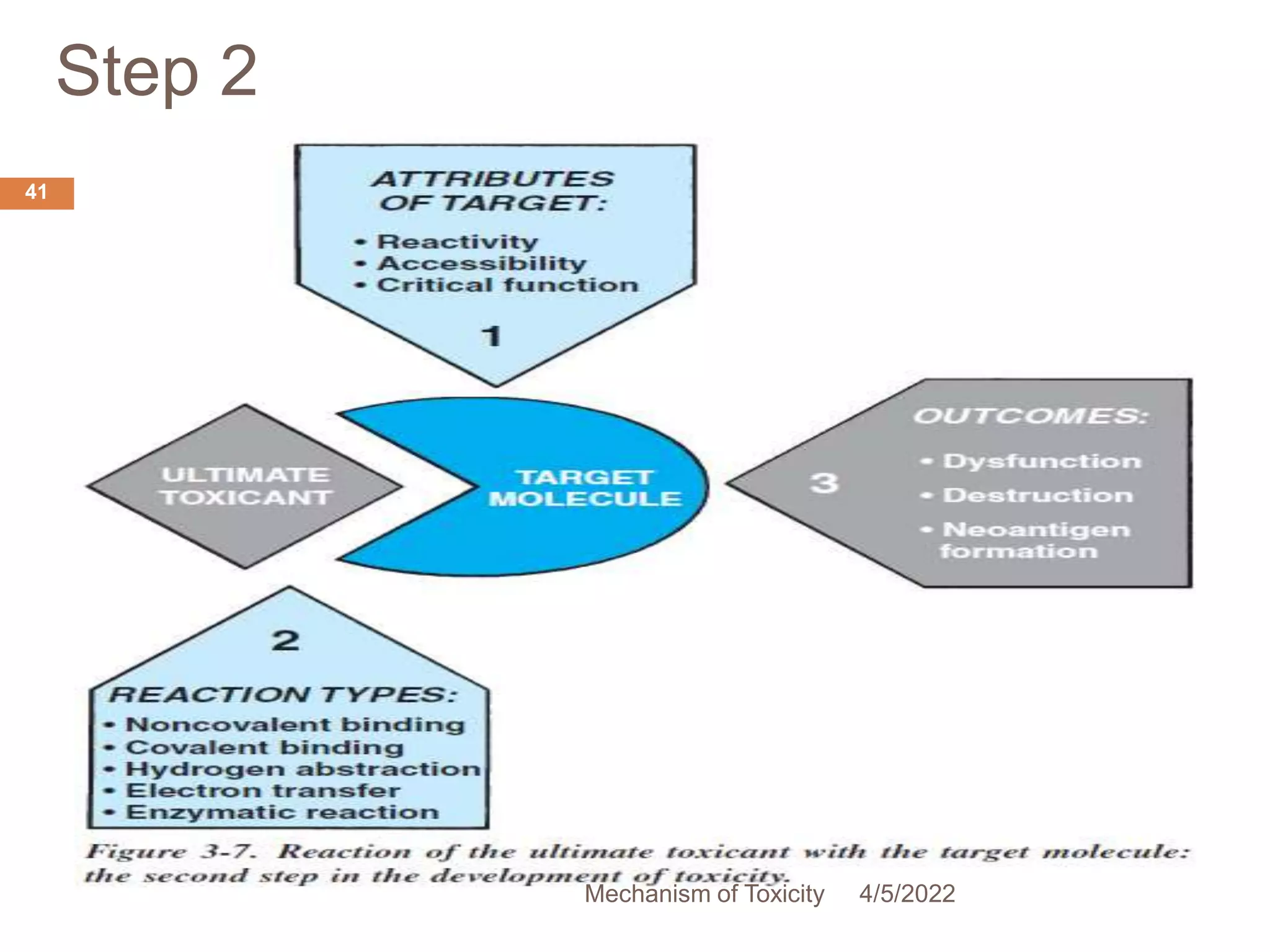 2.6 mechanisms of toxicity | PPTX