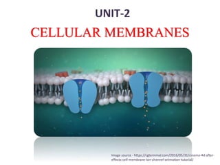 CELLULAR MEMBRANES
UNIT-2
Image source - https://cgterminal.com/2016/05/31/cinema-4d-after-
effects-cell-membrane-ion-channel-animation-tutorial/
 