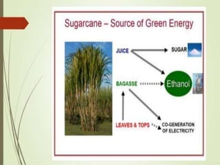 Food processing waste management