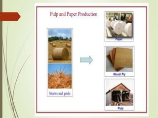 Food processing waste management