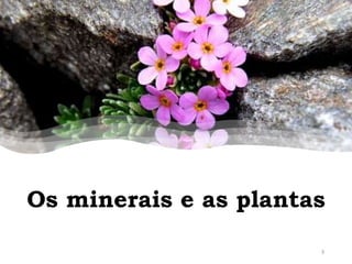 Os minerais e as plantas
3
 