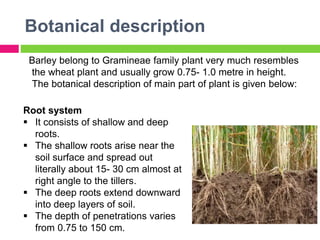 Barley Crop.ppt slidshare | PPTX