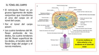 EL TÚNEL DEL CARPO
• El retináculo flexor es un
grueso ligamento de tejido
conjuntivo que transforma
el arco del carpo en el
túnel del carpo.
• Por el túnel del carpo
pasan:
• Los cuatro tendones del M.
flexor profundo de los
dedos, los cuatro tendones
del M. flexor superficial de
los dedos, el tendón del M.
flexor largo del pulgar y el
nervio mediano.
El nervio mediano se
sitúa anterior a los
tendones en el túnel del
carpo
 