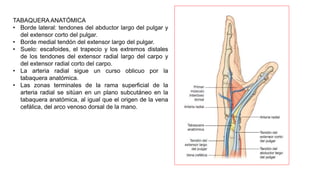 TABAQUERA ANATÓMICA
• Borde lateral: tendones del abductor largo del pulgar y
del extensor corto del pulgar.
• Borde medial tendón del extensor largo del pulgar.
• Suelo: escafoides, el trapecio y los extremos distales
de los tendones del extensor radial largo del carpo y
del extensor radial corto del carpo.
• La arteria radial sigue un curso oblicuo por la
tabaquera anatómica.
• Las zonas terminales de la rama superficial de la
arteria radial se sitúan en un plano subcutáneo en la
tabaquera anatómica, al igual que el origen de la vena
cefálica, del arco venoso dorsal de la mano.
 