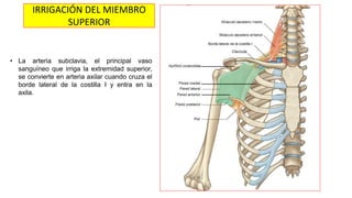 • La arteria subclavia, el principal vaso
sanguíneo que irriga la extremidad superior,
se convierte en arteria axilar cuando cruza el
borde lateral de la costilla I y entra en la
axila.
IRRIGACIÓN DEL MIEMBRO
SUPERIOR
 