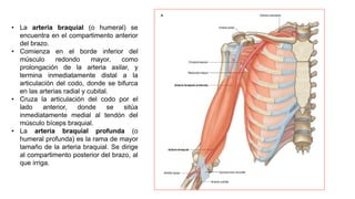 • La arteria braquial (o humeral) se
encuentra en el compartimento anterior
del brazo.
• Comienza en el borde inferior del
músculo redondo mayor, como
prolongación de la arteria axilar, y
termina inmediatamente distal a la
articulación del codo, donde se bifurca
en las arterias radial y cubital.
• Cruza la articulación del codo por el
lado anterior, donde se sitúa
inmediatamente medial al tendón del
músculo bíceps braquial.
• La arteria braquial profunda (o
humeral profunda) es la rama de mayor
tamaño de la arteria braquial. Se dirige
al compartimento posterior del brazo, al
que irriga.
 