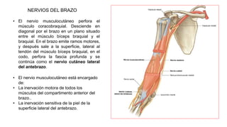 • El nervio musculocutáneo perfora el
músculo coracobraquial. Desciende en
diagonal por el brazo en un plano situado
entre el músculo bíceps braquial y el
braquial. En el brazo emite ramos motores,
y después sale a la superficie, lateral al
tendón del músculo bíceps braquial, en el
codo, perfora la fascia profunda y se
continúa como el nervio cutáneo lateral
del antebrazo.
NERVIOS DEL BRAZO
• El nervio musculocutáneo está encargado
de:
• La inervación motora de todos los
músculos del compartimento anterior del
brazo..
• La inervación sensitiva de la piel de la
superficie lateral del antebrazo.
 