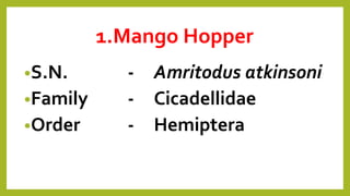 Pests of Mango | PPTX