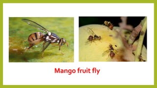 Mango Fly Insect Pests of Mango | PPTX