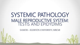 SYSTEMIC PATHOLOGY
MALE REPRODUCTIVE SYSTEM:
TESTIS AND EPIDYDIMIS
SAMOEI – EGERTON UNIVERSITY, MBChB
 