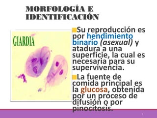 MORFOLOGÍA E
IDENTIFICACIÓN
Su reproducción es
por hendimiento
binario (asexual) y
atadura a una
superficie, la cual es
necesaria para su
supervivencia.
La fuente de
comida principal es
la glucosa, obtenida
por un proceso de
difusión o por
pinocitosis. 7
 