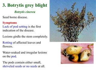 Seed borne disease.
Symptoms
Lack of pod setting is the first
indication of the disease.
Lesions girdle the stem completely.
Rotting of affected leaves and
flowers.
Water-soaked and irregular lesions
on the pod.
The pods contain either small,
shriveled seeds or no seeds at all.
3. Botrytis grey blight
Botrytis cinerea
Lesions on leaves, stem and pods
 