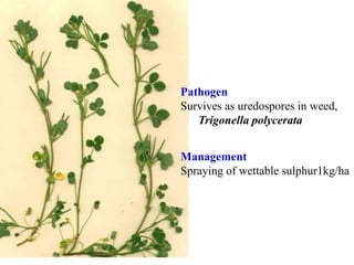 Pathogen
Survives as uredospores in weed,
Trigonella polycerata
Management
Spraying of wettable sulphur1kg/ha
 