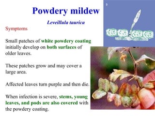 Symptoms
Small patches of white powdery coating
initially develop on both surfaces of
older leaves.
These patches grow and may cover a
large area.
Affected leaves turn purple and then die.
When infection is severe, stems, young
leaves, and pods are also covered with
the powdery coating.
Powdery mildew
Leveillula taurica
 