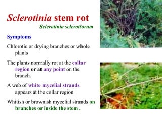 Rotting of branches
Lesions on the stem and
drying branches
Sclerotinia stem rot
Sclerotinia sclerotiorum
Symptoms
Chlorotic or drying branches or whole
plants
The plants normally rot at the collar
region or at any point on the
branch.
A web of white mycelial strands
appears at the collar region
Whitish or brownish mycelial strands on
branches or inside the stem .
 