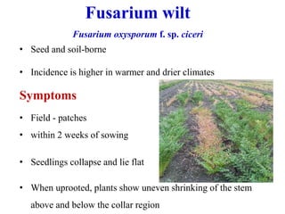 Fusarium wilt
Fusarium oxysporum f. sp. ciceri
• Seed and soil-borne
• Incidence is higher in warmer and drier climates
Symptoms
• Field - patches
• within 2 weeks of sowing
• Seedlings collapse and lie flat
• When uprooted, plants show uneven shrinking of the stem
above and below the collar region
 