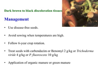 Dark brown to black discoloration tissues
Management
• Use disease-free seeds.
• Avoid sowing when temperatures are high.
• Follow 6-year crop rotation.
• Treat seeds with carbendazim or Benomyl 2 g/kg or Trichoderma
viride 4 g/kg or P. fluorescens 10 g/kg
• Application of organic manure or green manure
 