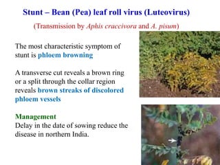 Stunt – Bean (Pea) leaf roll virus (Luteovirus)
(Transmission by Aphis craccivora and A. pisum)
The most characteristic symptom of
stunt is phloem browning
A transverse cut reveals a brown ring
or a split through the collar region
reveals brown streaks of discolored
phloem vessels
Management
Delay in the date of sowing reduce the
disease in northern India.
 