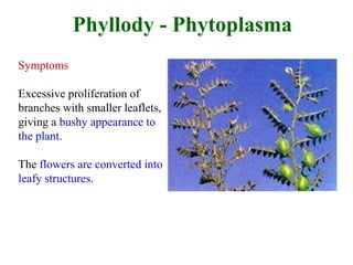 Symptoms
Excessive proliferation of
branches with smaller leaflets,
giving a bushy appearance to
the plant.
The flowers are converted into
leafy structures.
Phyllody - Phytoplasma
 