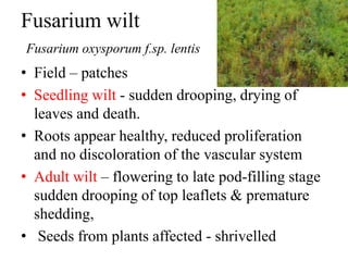 Fusarium wilt
Fusarium oxysporum f.sp. lentis
• Field – patches
• Seedling wilt - sudden drooping, drying of
leaves and death.
• Roots appear healthy, reduced proliferation
and no discoloration of the vascular system
• Adult wilt – flowering to late pod-filling stage
sudden drooping of top leaflets & premature
shedding,
• Seeds from plants affected - shrivelled
 