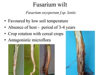 Fusarium wilt
Fusarium oxysporum f.sp. lentis
• Favoured by low soil temperature
• Absence of host - period of 3-4 years
• Crop rotation with cereal crops
• Antagonistic microflora
 