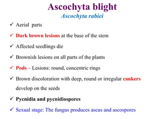 Ascochyta blight
Ascochyta rabiei
 Aerial parts
 Dark brown lesions at the base of the stem
 Affected seedlings die
 Brownish lesions on all parts of the plants
 Pods – Lesions: round, concentric rings
 Brown discoloration with deep, round or irregular cankers
develop on the seeds
 Pycnidia and pycnidiospores
 Sexual stage: The fungus produces ascus and ascospores
 