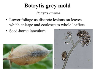 Botrytis grey mold
Botrytis cinerea
• Lower foliage as discrete lesions on leaves
which enlarge and coalesce to whole leaflets
• Seed-borne inoculum
 