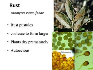 Rust
Uromyces viciae-fabae
• Rust pustules
• coalesce to form larger
• Plants dry prematurely
• Autoecious
 