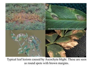 Typical leaf lesions caused by Ascochyta blight. These are seen
as round spots with brown margins.
 