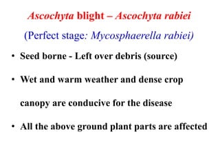 • Seed borne - Left over debris (source)
• Wet and warm weather and dense crop
canopy are conducive for the disease
• All the above ground plant parts are affected
Ascochyta blight – Ascochyta rabiei
(Perfect stage: Mycosphaerella rabiei)
 