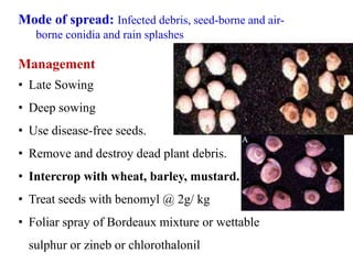 Mode of spread: Infected debris, seed-borne and air-
borne conidia and rain splashes
Management
• Late Sowing
• Deep sowing
• Use disease-free seeds.
• Remove and destroy dead plant debris.
• Intercrop with wheat, barley, mustard.
• Treat seeds with benomyl @ 2g/ kg
• Foliar spray of Bordeaux mixture or wettable
sulphur or zineb or chlorothalonil
 