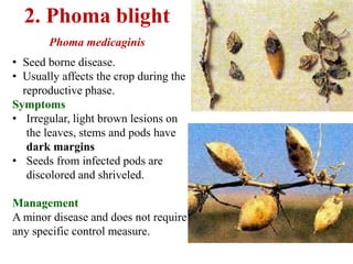 2. Phoma blight
Phoma medicaginis
Lesions on stem, leaves and pods
Pycnidial bodies on pods
• Seed borne disease.
• Usually affects the crop during the
reproductive phase.
Symptoms
• Irregular, light brown lesions on
the leaves, stems and pods have
dark margins
• Seeds from infected pods are
discolored and shriveled.
Management
A minor disease and does not require
any specific control measure.
 
