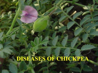 DISEASES OF CHICKPEA
 