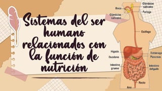 Sistemas del ser
humano
relacionados con
la función de
nutrición
 