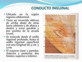 CONDUCTO INGUINAL
 Ubicado en la región
inguino-abdominal.
 Tiene un recorrido oblicuo
de arriba abajo de atrás
hacia adelante y de afuera a
dentro y corre paralelo y
por encima de la arcada
crural.
 Se extiende desde el anillo
inguinal profundo, hasta el
anillo inguinal superficial
con una longitud de 4 cm y
5 cm.
 El trayecto tiene 2 paredes:
Anterior y posterior, dos
limites: superior e inferior.
 