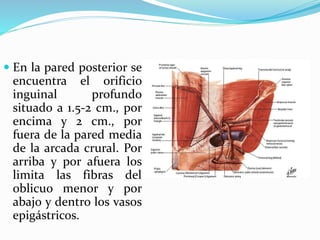  En la pared posterior se
encuentra el orificio
inguinal profundo
situado a 1.5-2 cm., por
encima y 2 cm., por
fuera de la pared media
de la arcada crural. Por
arriba y por afuera los
limita las fibras del
oblicuo menor y por
abajo y dentro los vasos
epigástricos.
 