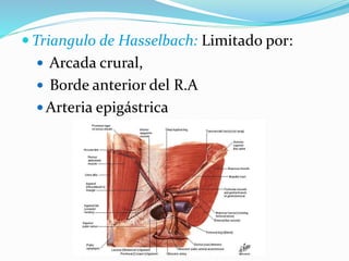  Triangulo de Hasselbach: Limitado por:
 Arcada crural,
 Borde anterior del R.A
 Arteria epigástrica
 