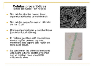Células procarióticas
(antes del núcleo – sin núcleo)
 Son células simples que no tienen
organelos rodeados de membranas.
 Son células pequeñas con un diámetro
de 1 a 10 µm
 Comprenden bacterias y cianobacterias
(bacterias fotosintéticas).
 El material genético está concentrado
en una región, pero no hay una
membrana que separe ésta región del
resto de la célula.
 Se consideran las primeras formas de
vida sobre la tierra, existen evidencia
que ya existían hace unos 3500
millones de años.
 