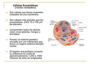 Células Eucarióticas
(núcleo verdadero)
 Son células que tienen organelos
rodeados de una membrana.
 Son células más grandes que las
procarióticas, entre 10 a 100 µm
de diámetro.
 Comprenden todos los demás
seres vivos (plantas, hongos y
animales)
 Poseen el material genético
envuelto por una membrana que
forma un órgano esférico llamado
núcleo.
 El registro arqueológico muestra
su presencia en rocas de
aproximadamente 1.200 a 1500
millones de años de antigüedad
 