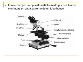  El microscopio compuesto está formado por dos lentes
montadas en cada extremo de un tubo hueco
 