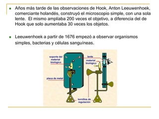  Años más tarde de las observaciones de Hook, Anton Leeuwenhoek,
comerciante holandés, construyó el microscopio simple, con una sola
lente. El mismo ampliaba 200 veces el objetivo, a diferencia del de
Hook que solo aumentaba 30 veces los objetos.
 Leeuwenhoek a partir de 1676 empezó a observar organismos
simples, bacterias y células sanguíneas.
 