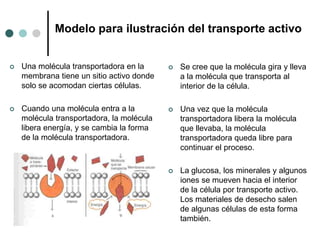  Una molécula transportadora en la
membrana tiene un sitio activo donde
solo se acomodan ciertas células.
 Cuando una molécula entra a la
molécula transportadora, la molécula
libera energía, y se cambia la forma
de la molécula transportadora.
 Se cree que la molécula gira y lleva
a la molécula que transporta al
interior de la célula.
 Una vez que la molécula
transportadora libera la molécula
que llevaba, la molécula
transportadora queda libre para
continuar el proceso.
 La glucosa, los minerales y algunos
iones se mueven hacia el interior
de la célula por transporte activo.
Los materiales de desecho salen
de algunas células de esta forma
también.
Modelo para ilustración del transporte activo
 