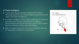 4.ª Fase esofágica:
 Comprende el paso del bolo desde el EES hasta el
estómago gracias a la onda peristáltica producida por las
capas musculares esofágicas.
 El esfínter esofágico inferior (EEI) se abre por la presencia
del bolo y por el propio peristaltismo esofágico,
permitiendo la entrada al estómago tras lo cual recupera
su tono evitando el reflujo gastroesofágico.
 Esta es la etapa que tiene una mayor duración, entre 8 y
20 segundos y también es involuntaria.
 