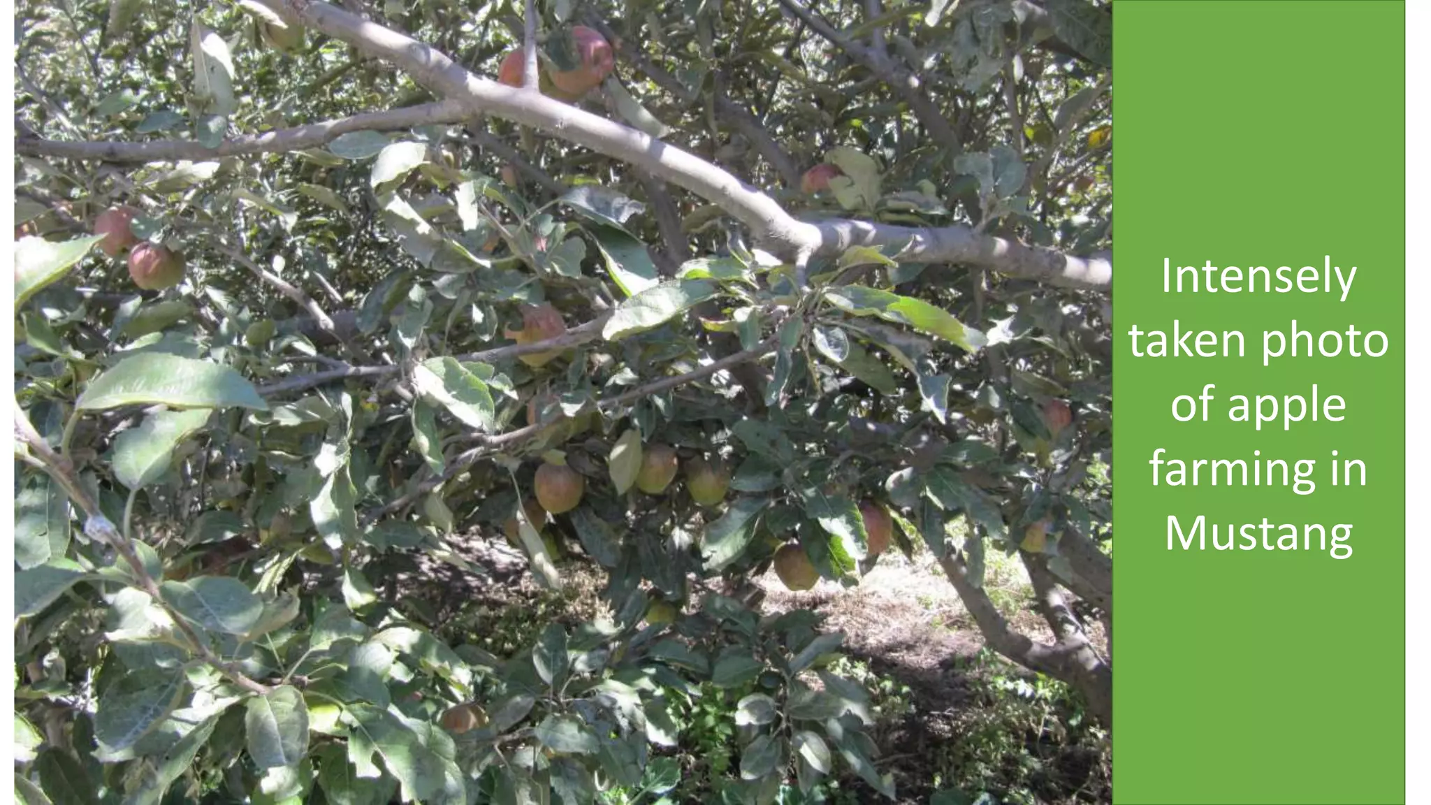 Intensely
taken photo
of apple
farming in
Mustang
 