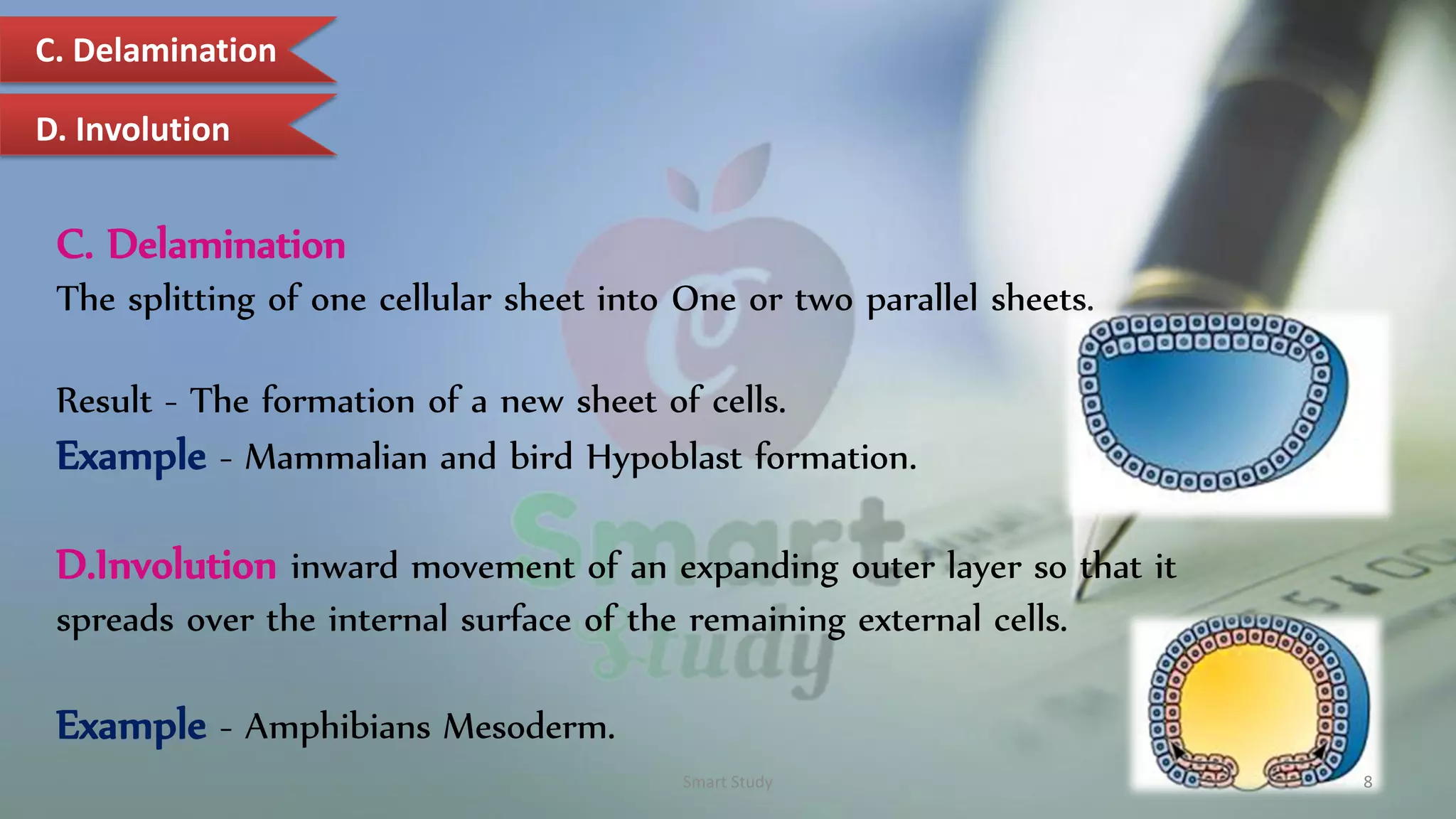 Gastrulation (comparative account of Gastrulation) | PDF