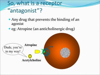 So, what is a receptor
“antagonist”?
 Any drug that prevents the binding of an
agonist
 eg: Atropine (an anticholinergic drug)
Acetylcholine
Atropine
Dude, you’re
in my way!
 